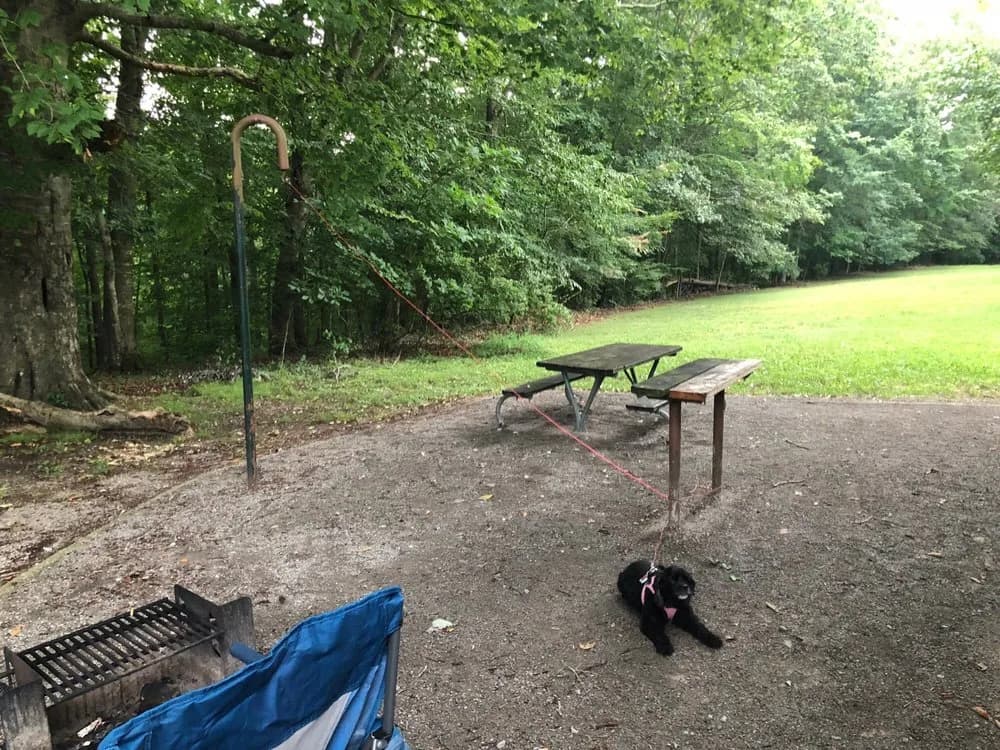 Leashed dog resting under a picnic table in a wooded area near Heartland RV Park