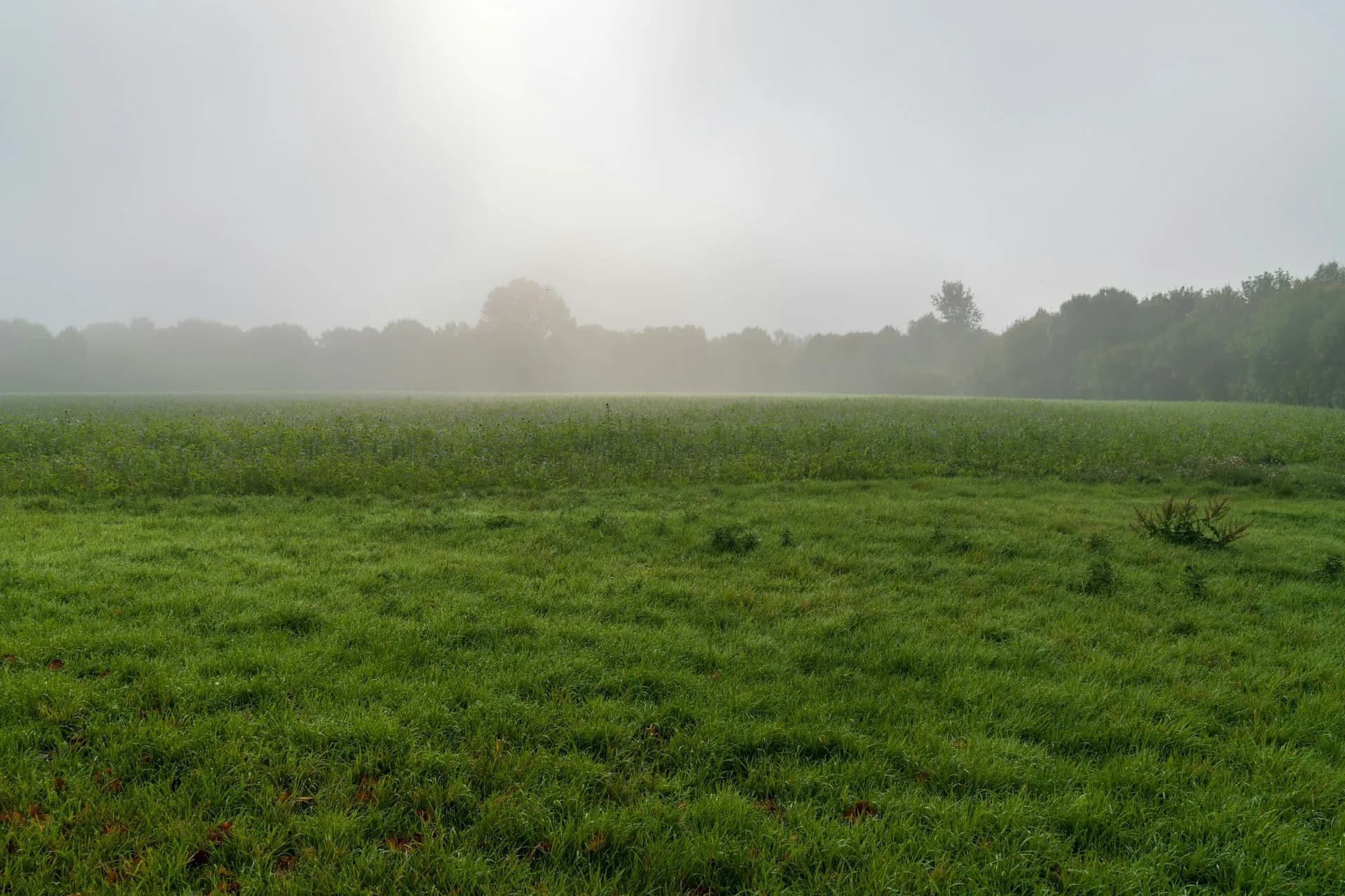 Mist rising over a quiet green Kentucky field at dawn near Heartland RV Park